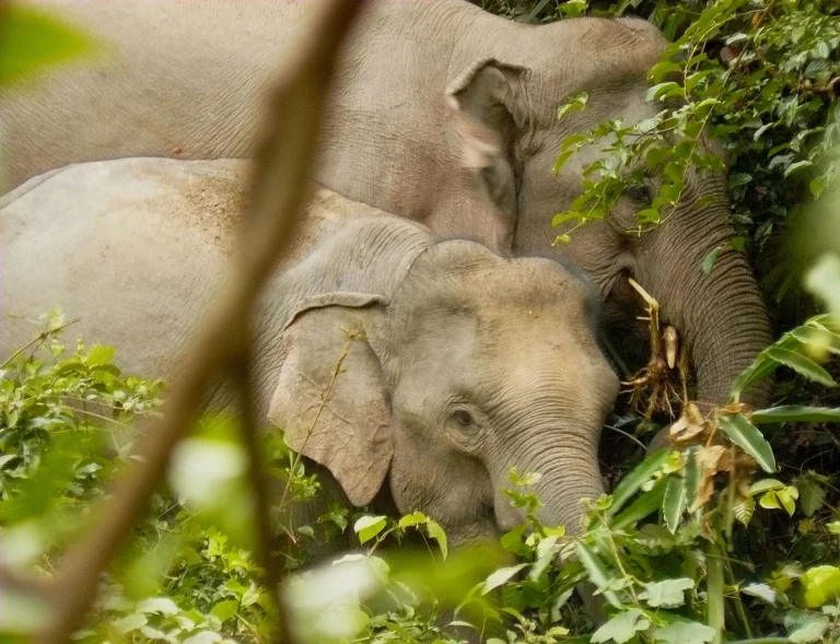 Wild Asian elephants on a road in Khao Yai National Park