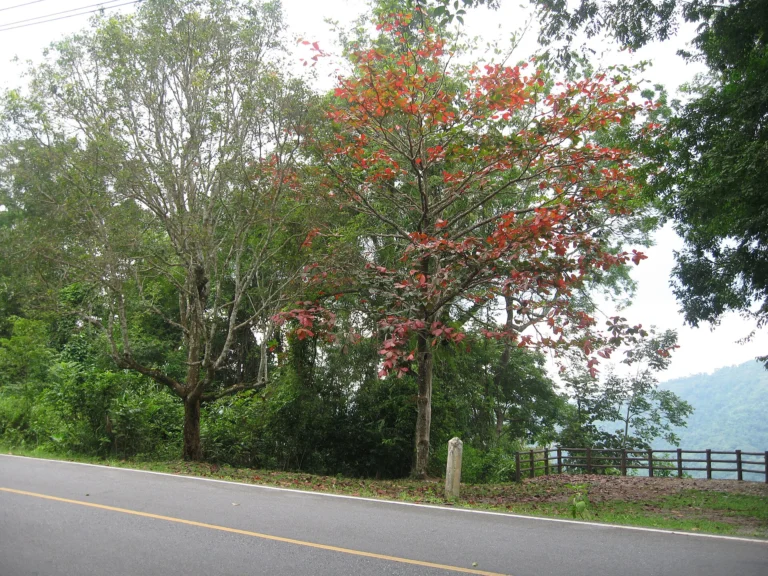 Mountain viewpoint in Khao Yai National Park